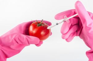 Mindent a GMO-ról
