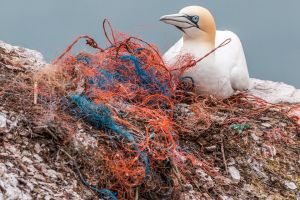 Műanyag adalékanyagot találtak északi-sarkvidéki madár tojásaiban
