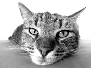 Fellélegezhetnek az allergiás macskatartók?