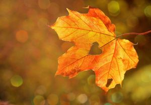 Öt kihagyhatatlan program és mesés kirándulóhely az őszi napokra
