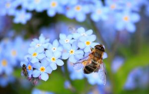 Az okoskaptárok fogják megmenteni a méheket?