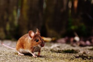 Az egerek ultrahangos énekét vizsgálták amerikai kutatók