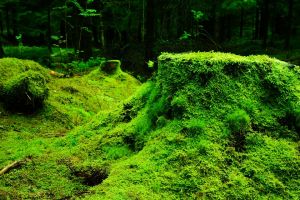 Túl lassan regenerálódnak a világ erdői