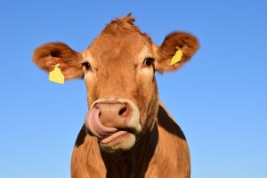 Mit nyerne a világ a szarvasmarhák metánkibocsátásának csökkentésével?