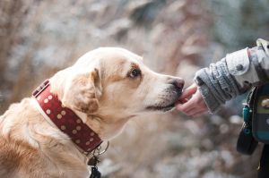 A kutyák agya különböző módon reagál az emberi és a kutyahangokra